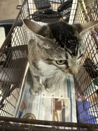 Lady Cat
