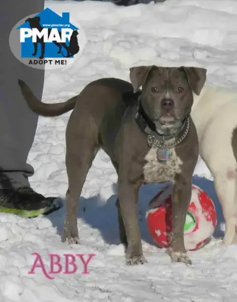 Abby