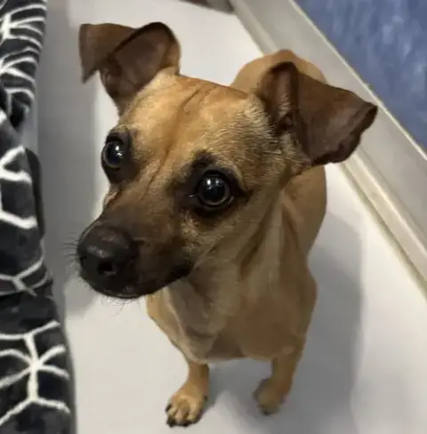 Emilio