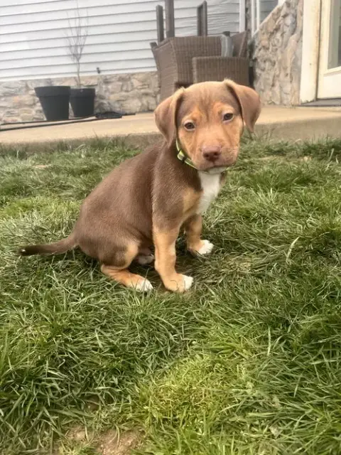 Dylan