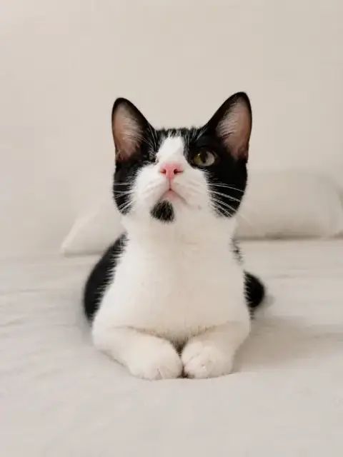 Bubu