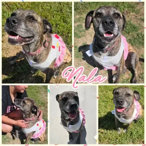 Nala photo 2