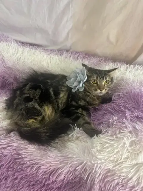 Luna photo 4