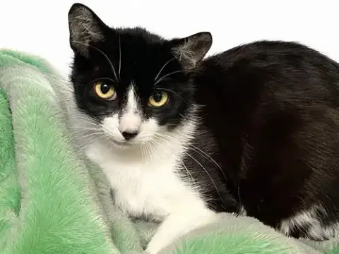 Cameron