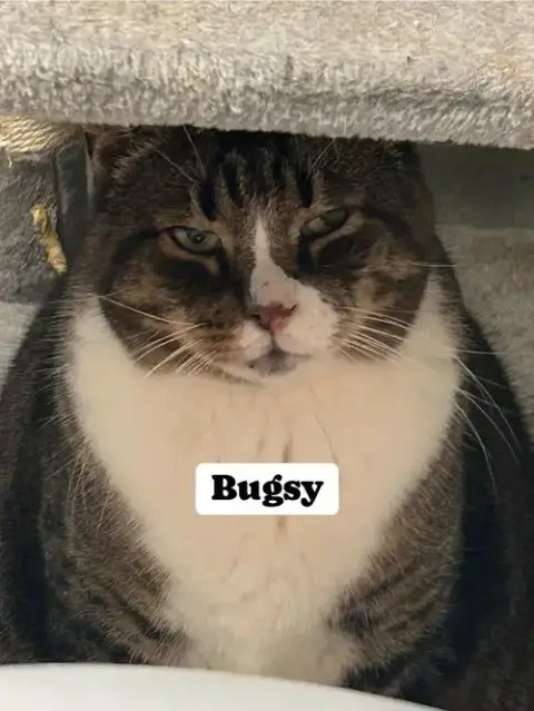 Bugsy