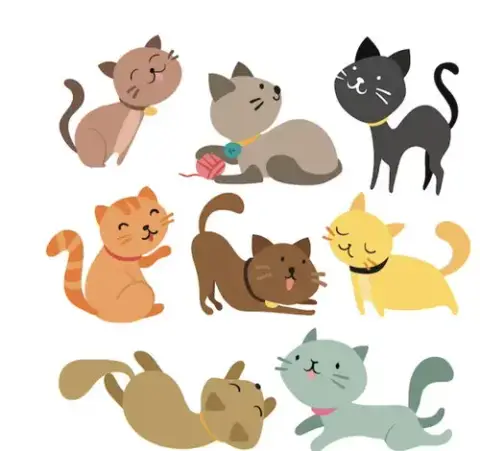 A Cat
