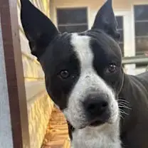 Roxie
