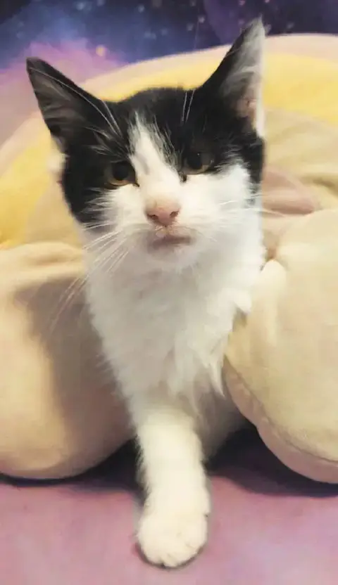 Kitten Pickles photo 2