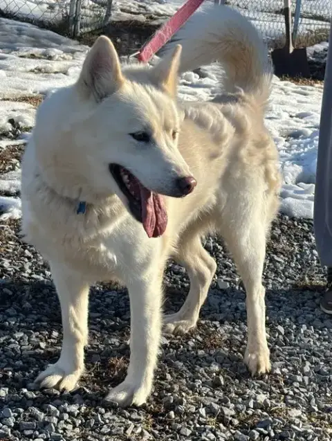 Sherry: Not At Shelter photo 4