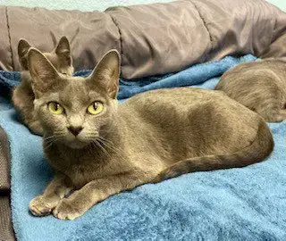 Lady Ashley