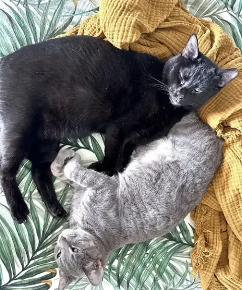 Cosmo And Luna photo 2