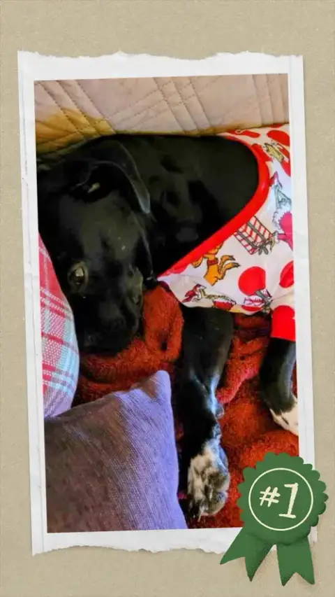 Gracie photo 3