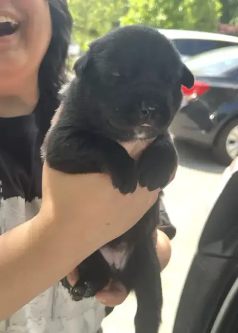Momma Iris' Litter: Abigail photo 2