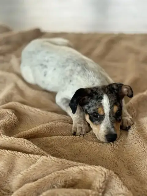 Taz photo 4