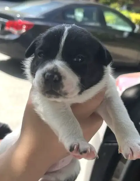 Momma Iris' Litter: Penny photo 4