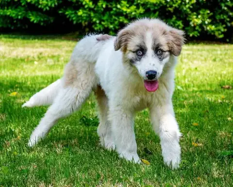 Puppy Sweetheart photo 3