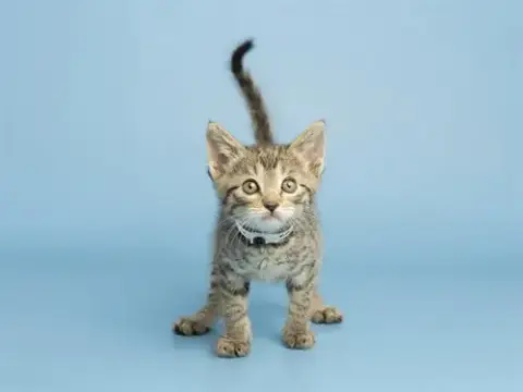 Mira