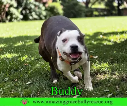 Buddy