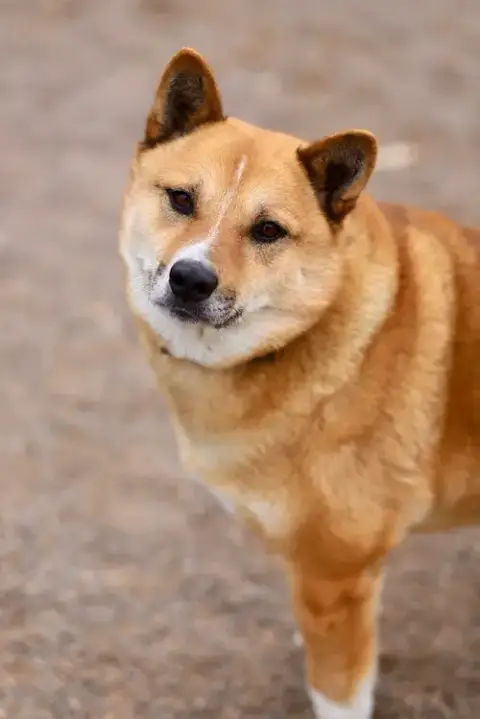 Corky