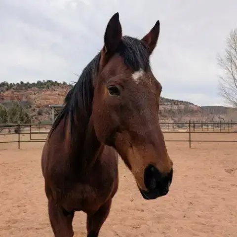 Piper photo 2