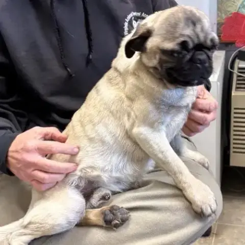 Pugsley:  Not At Shelter photo 4