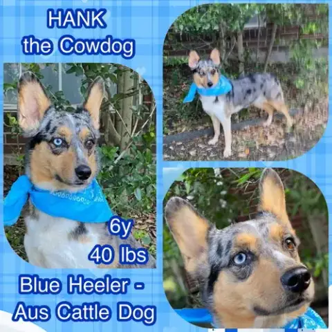 Hank The Cowdog