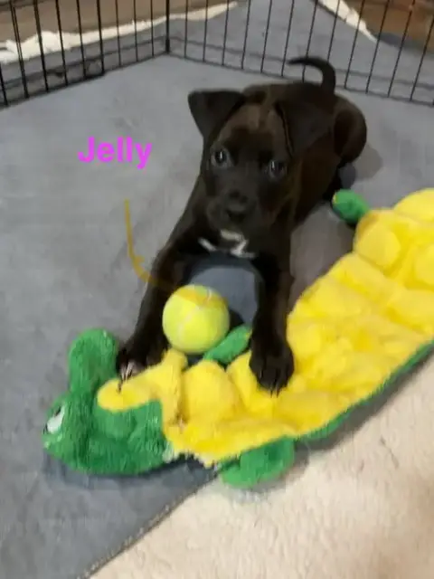 Jelly