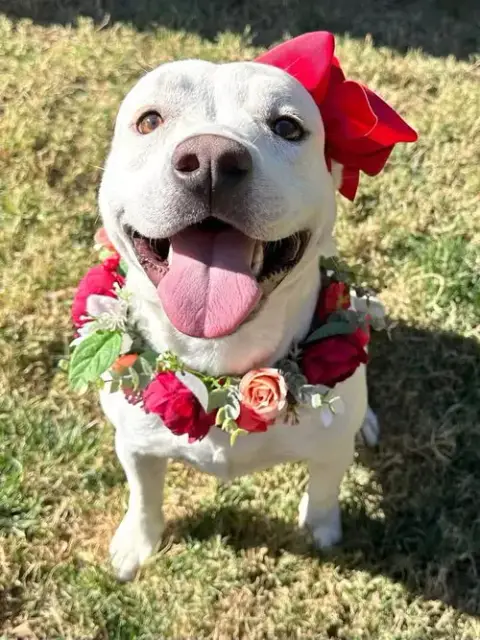 Gigi
