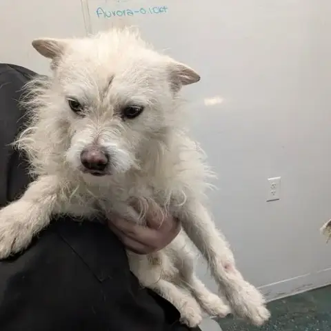Toto