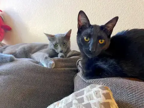 Gizmo photo 4