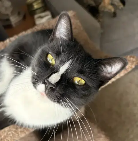 Mittens