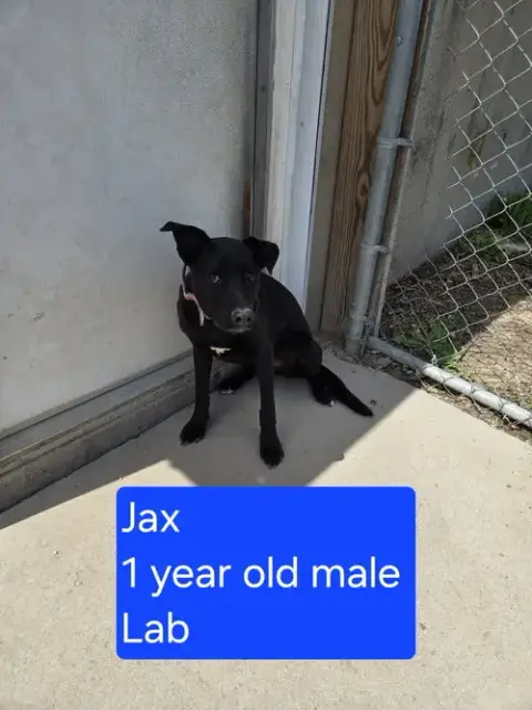 Jax