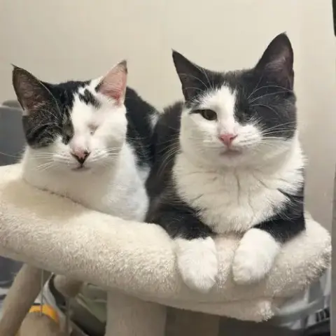 Fig & Vanilla