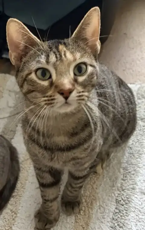 Freya