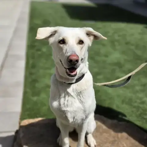 Mimi
