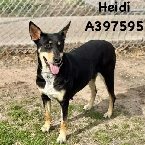 Heidi