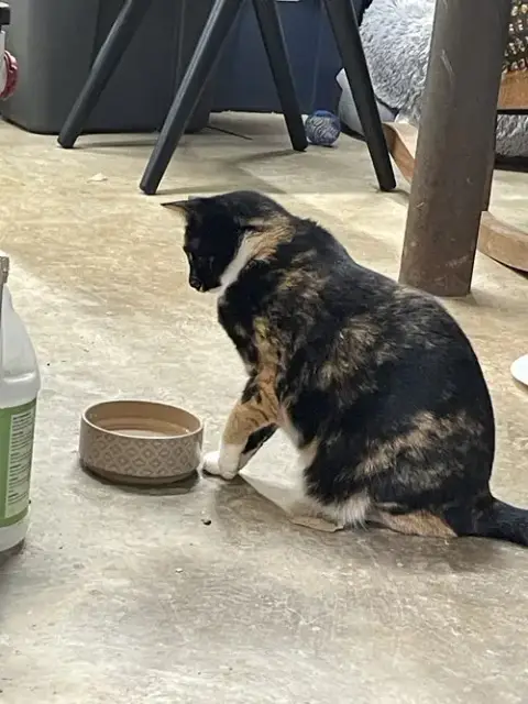 Lucille: Not At Shelter photo 5