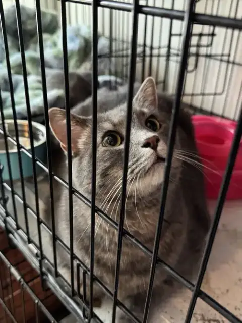 Felix photo 3