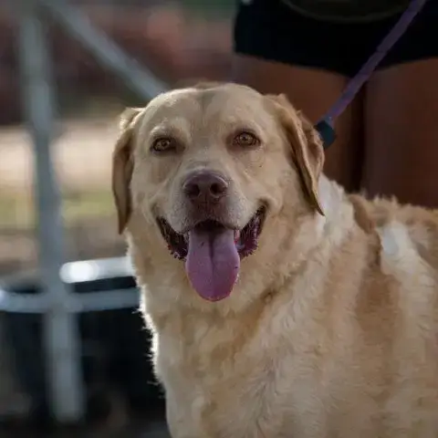 Old Yeller Jum photo 2