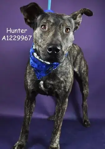 *Hunter