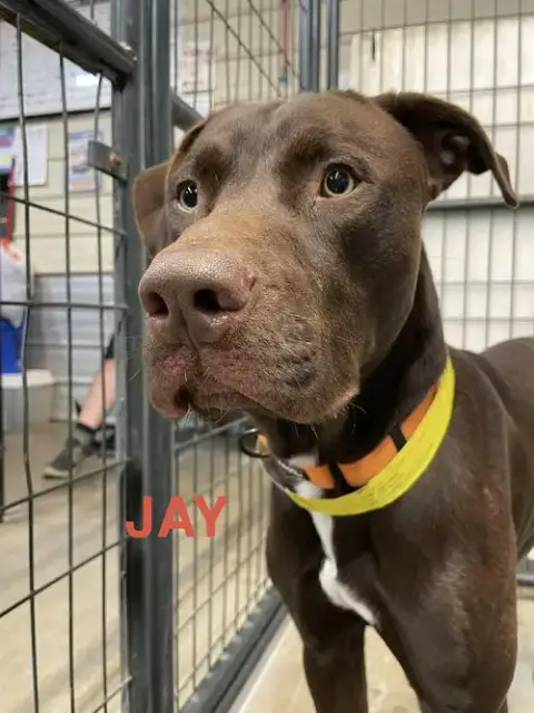 Jay