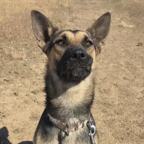 Dixie
