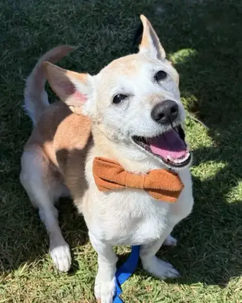 Frito