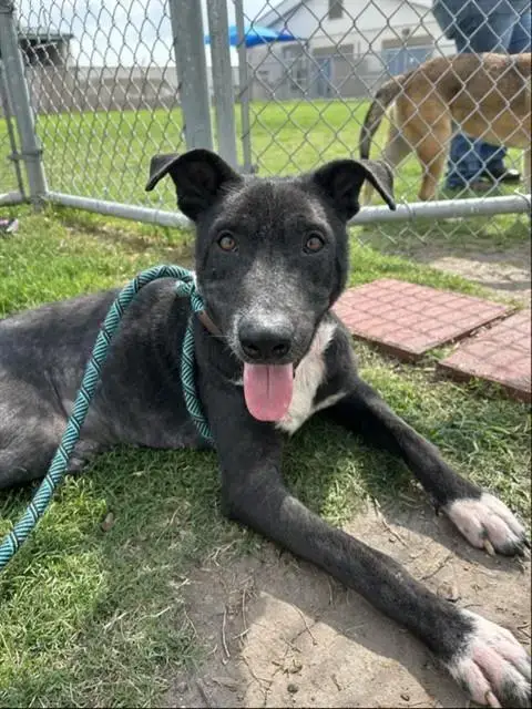Chico