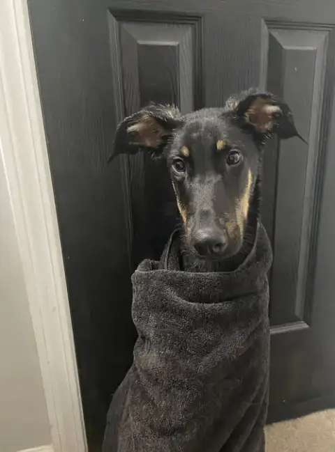 Griffin
