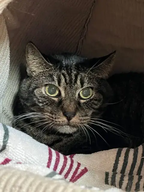 Elinor
