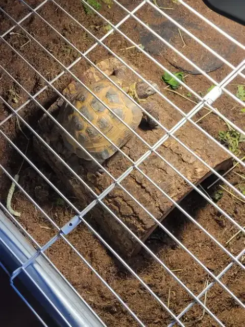 Sheldon photo 2