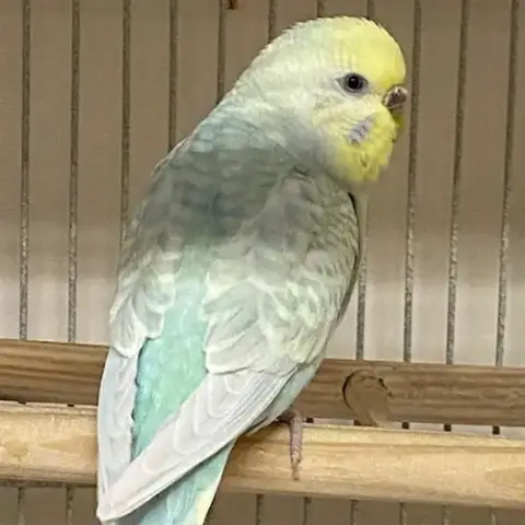 Cosmo