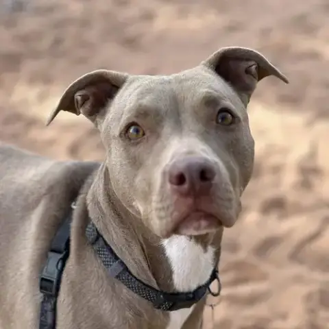 Izzie