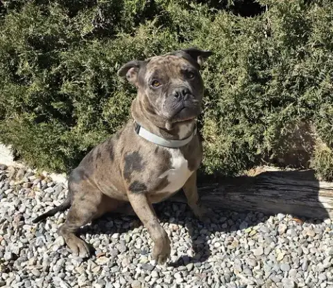 Good Boy Gustopher ~ Rare Merle American Bully photo 2